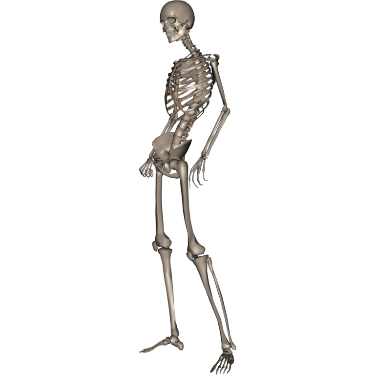 立ちポーズ 骨モデル 人体デッサンのポーズ集 ３６０度アングル